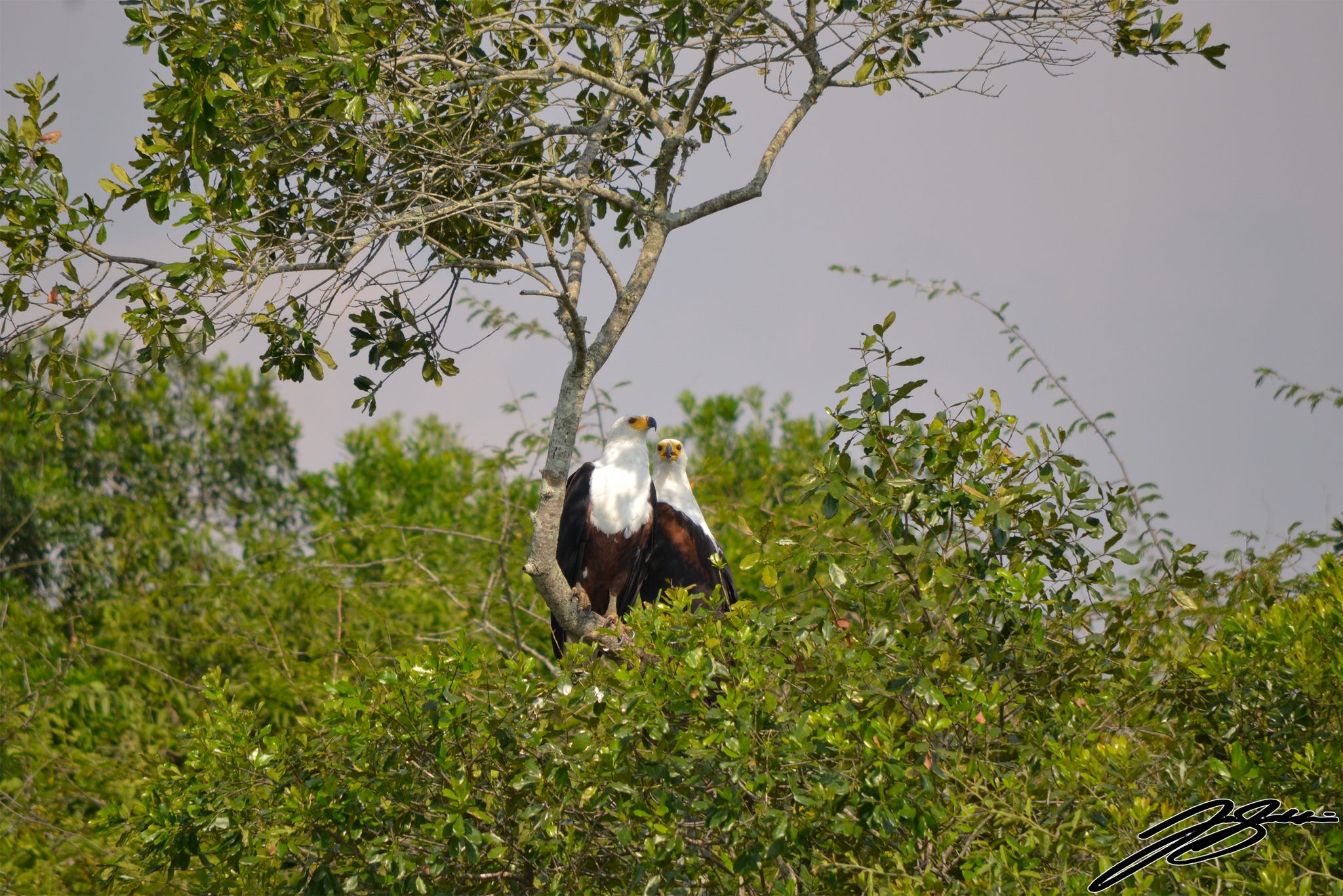 Queen Elizabeth wildlife
